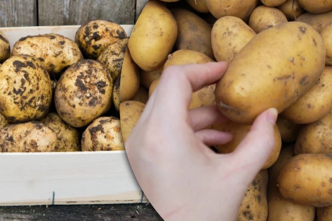 картопля у ящиках з яблуками