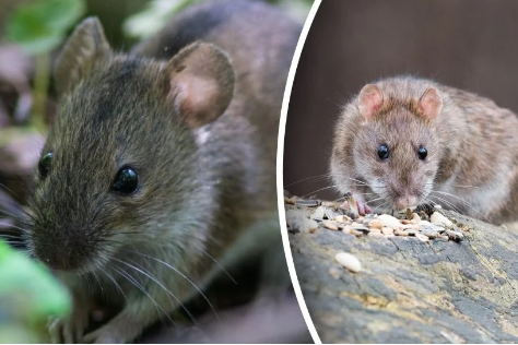 натуральний засіб від мишей і щурів з м’ятою