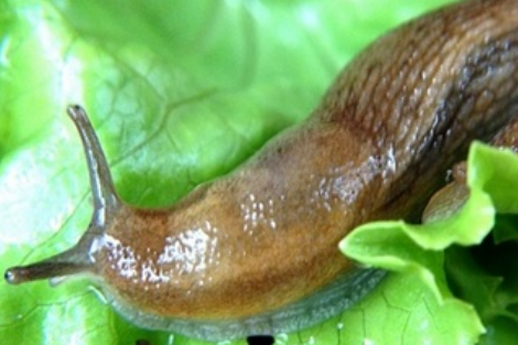 сода як домашній засіб від слимаків у городі