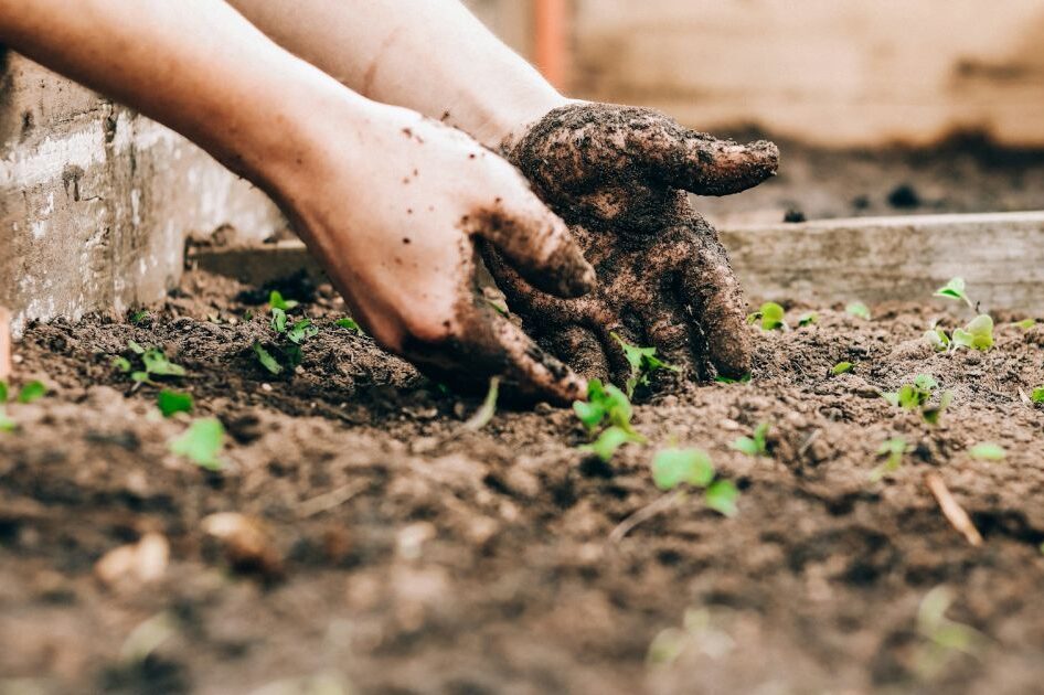 садівництво| © Unsplash | tviyden.com